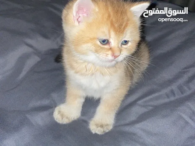 قط اسكوتش ny11