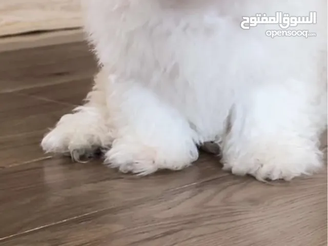 كلب مالتيز العمر 5 شهور متطعم وعنده جواز ولعوب يحب اللعب وصحته ممتازه الحمدلله