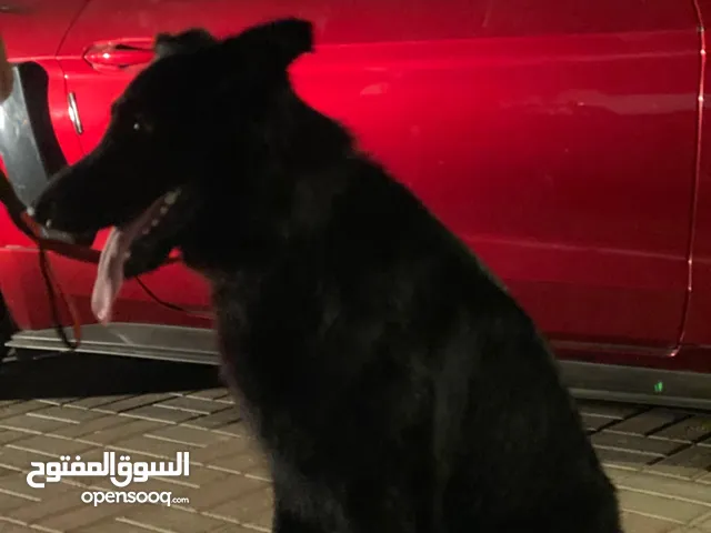 جيرمن شوبرد بلاك