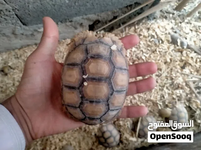 سلاحف السولكاتا العملاقة