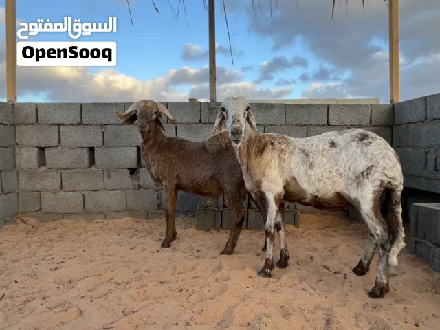 نعجه معاها حولي الله يبارك