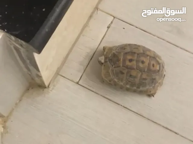 سحلفاة اليابانية