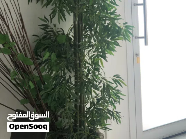 decorative tree