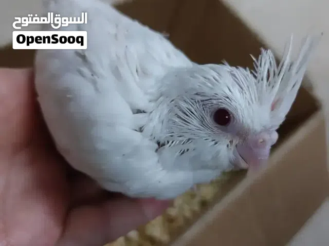 فروخ كوكتيل البينو