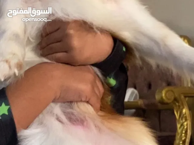 بيعه مستعجله
