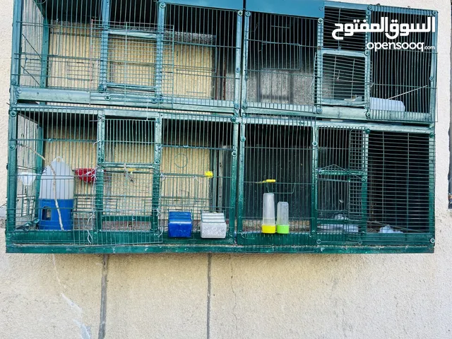 مطير عصافير كبير للبيع
