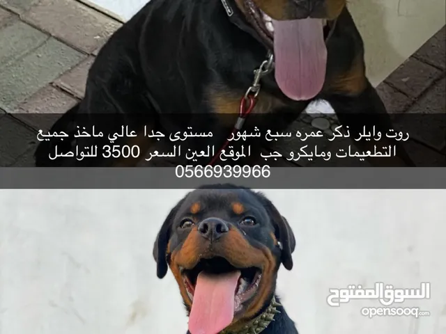 روت وايلر