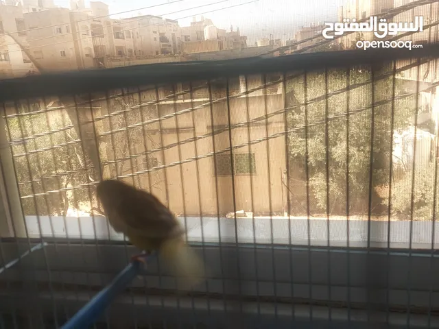 كنار فحل نااار تغريد وجيزه