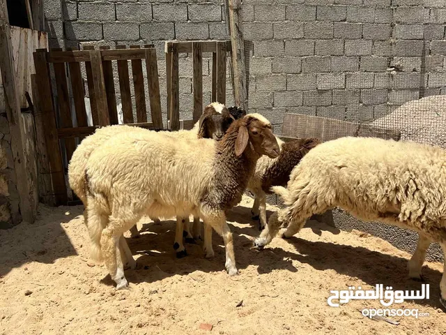حوليات للبيع مكان مصراته