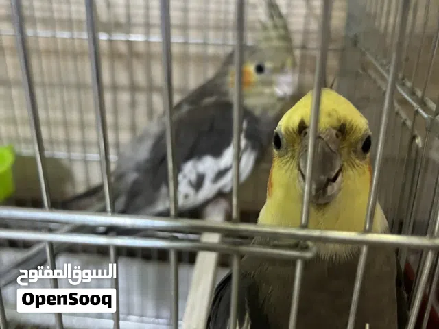 السلام عليكم ورحمة الله وبركاته اقرأ وصف