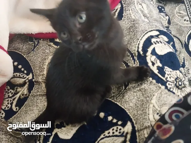 قطط محلية عمانية للتبني مجانا