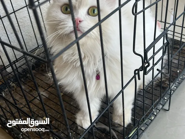 قطه شيرازي عمر 9 شهور