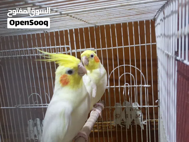 زوج كوكتيل وحشيات فول نظافه مالات ببيت مع القفص