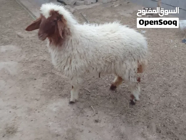 طليه للبيع ورجين معلوفه كل شيء