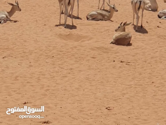 ريم عربي تربية مزارع صحة جيدة جدا ذكور واجواز