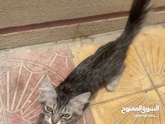 ثلاث قطط شيرازيه