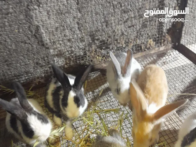 ارانب هجين