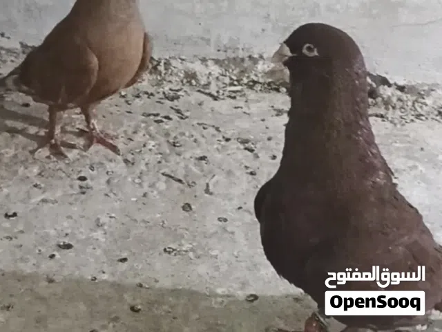 متاح جوز شكالي عمالقه بتشوف خلفته