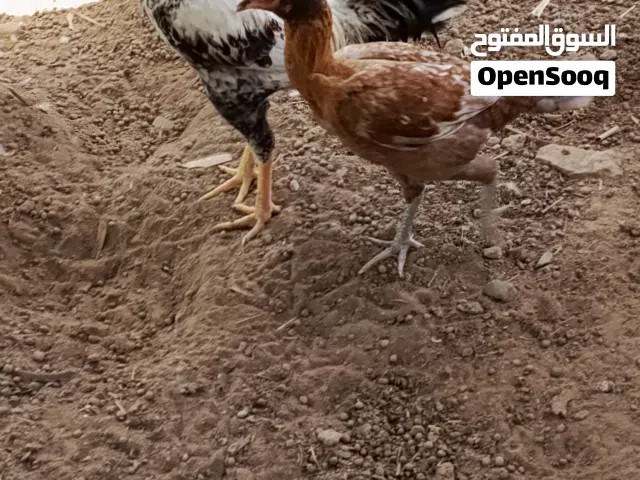ديك و دجاجة سندي اصل