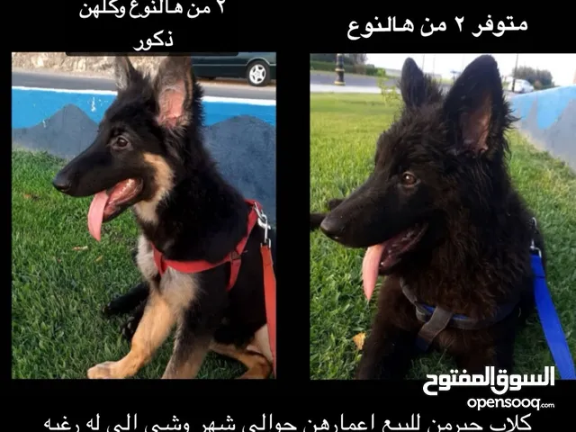 للبيع كلاب جيرمن