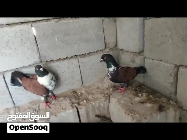 زوج كنك مزاويج بزارات