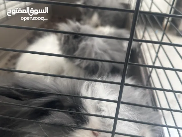 أرانب صغيرة للبيع