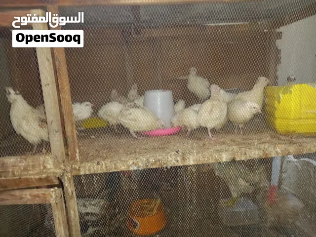 سمان أمريكي العمر شهرين بياض جديد //دجاج العدد 2