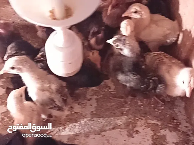 صيصان بلدي