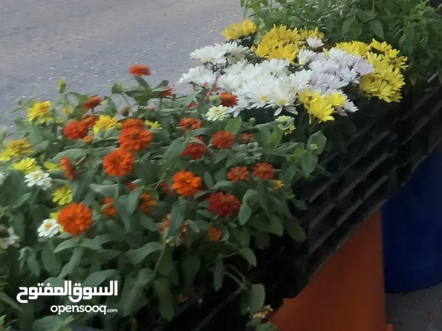 مروة العمول