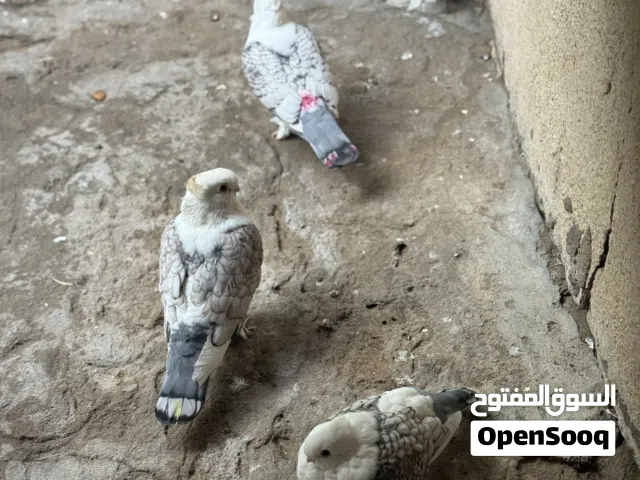 حمام رمان  كلكسي