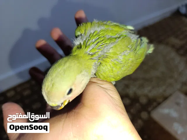 فروخ ترويض واحد فصيله لاتيني علي الاصفر وزوز خضر كلهم متعودين علي الشرنقه