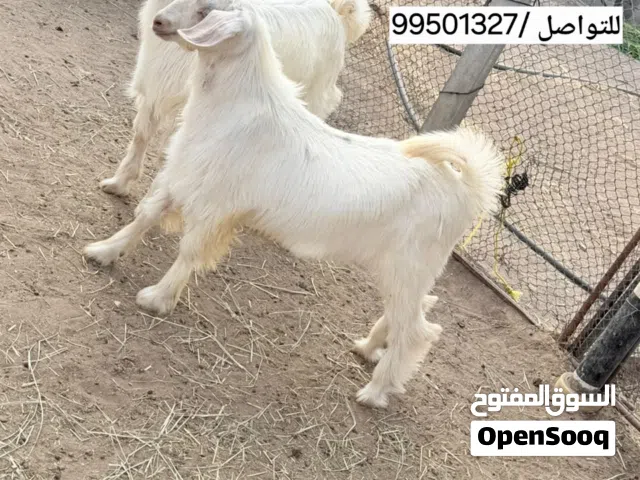 تيوس جمات الصنف الجامودي الممتاز حلال الجبل الاخضر مستقبل فحول
