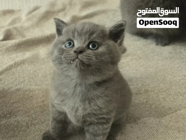 كيتن سكوتش جراي سلاله نظيفه