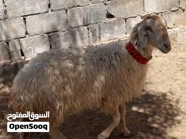 عقيقه ذبيحه نذر فدو بلدي
