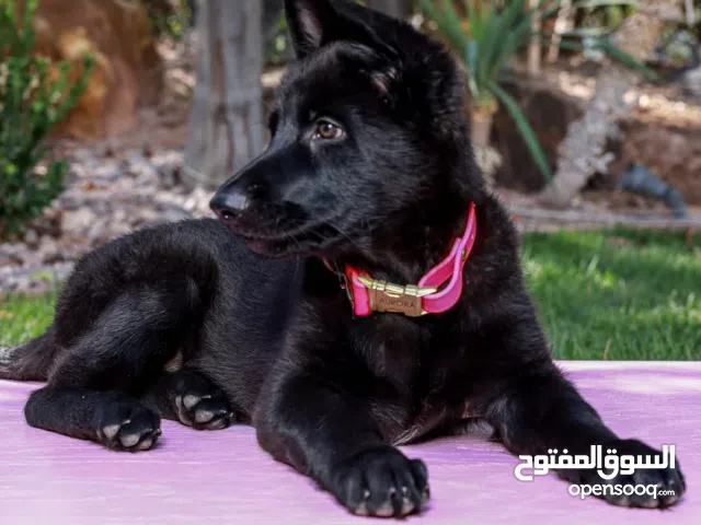 German Shepherd Puppies