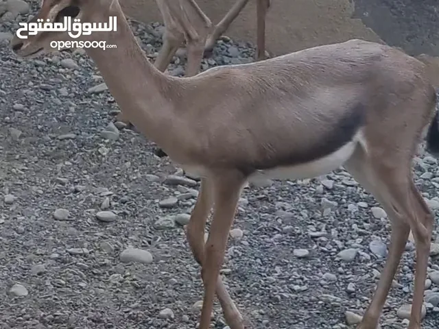 الغزال العربي (الديماني) ذكر متعود علي الأماكن الضيقه اليف بنسبه 30 %