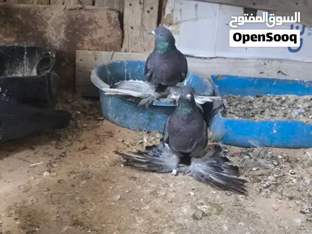 السلام عليكم متوفر انتي حجم اسباني شكل باز