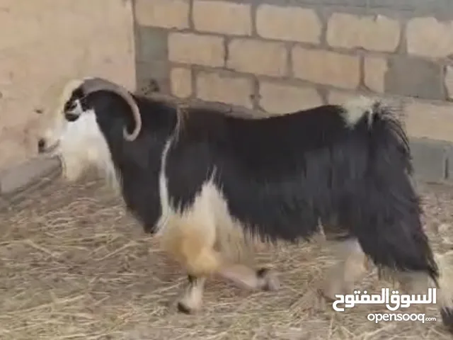 للبيع تيس سعيدي
