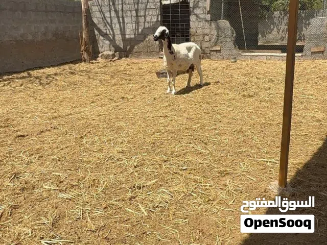 جاعده سودانيه كشميري راهيه
