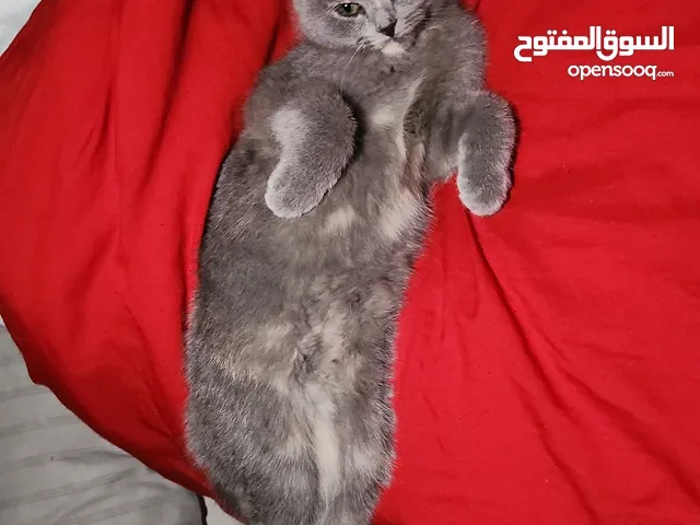 قطوه انثى اليفه 3 شهور تحب اللعب