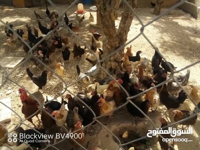 جاج بلدي للبيع تب نضافه وشغال