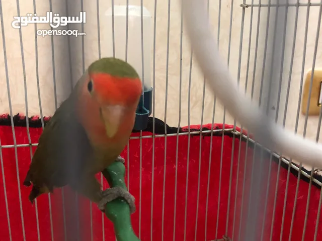 ببغاء الروز طفرة أورنج فيس ماشاءالله مغرد حركي مش مرييييض ابداًللبيع