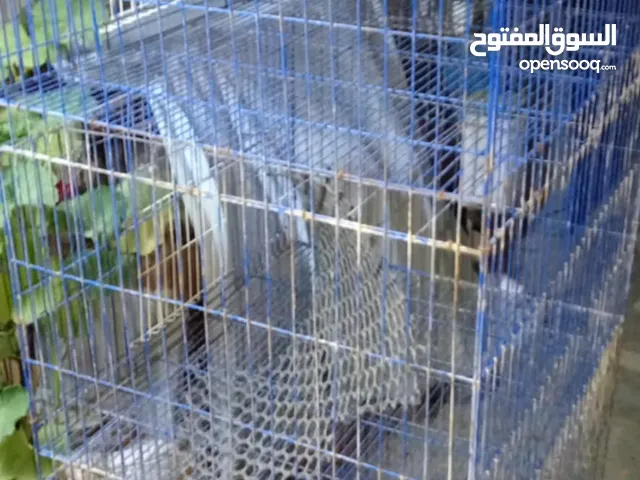 قفص حديد..