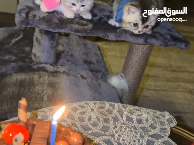 بيور بسعر لقطه