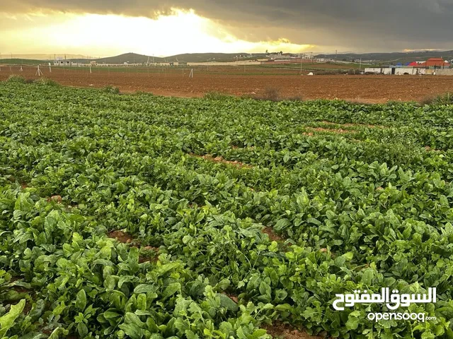 Farm Land for Sale in Mafraq Al-Zaytouna