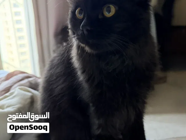 Long hair Chocolate Brown Male cat