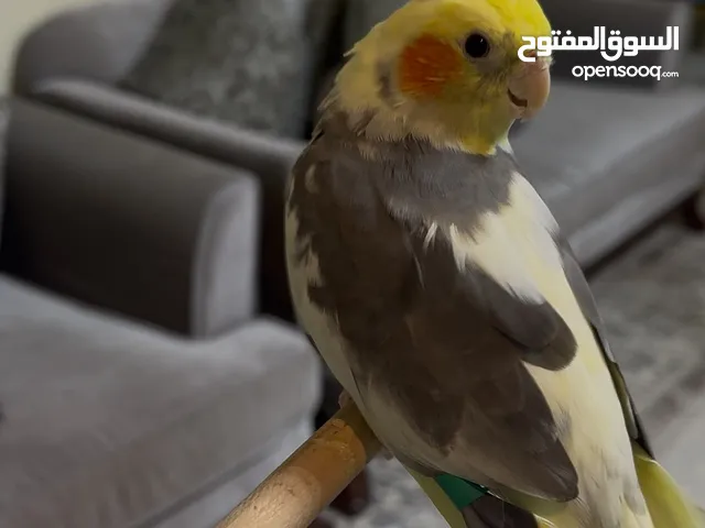 كوكاتيل ذكر و زوج البادجي هوقو