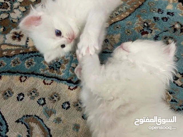 قطط للبيع بنغازي