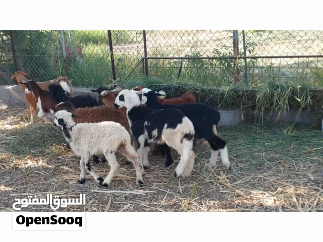 مواليد كباشه وحملات وتيس وصخلات لعمر 3 الى 4 شهور