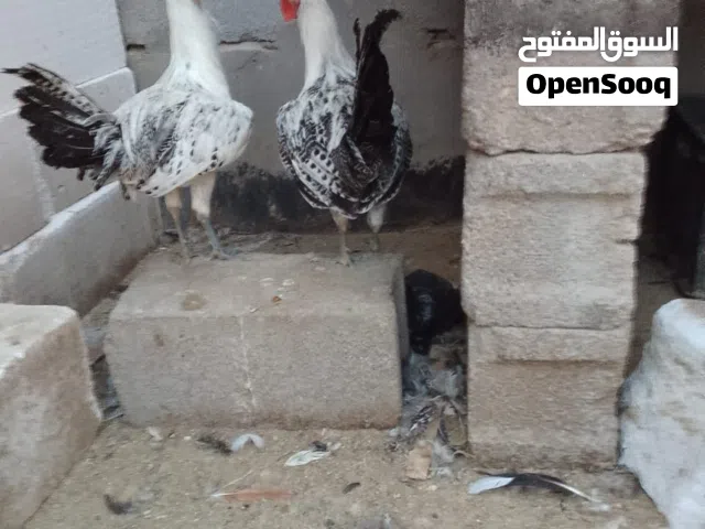 متوفر ديوجه برانكز التك ب10 قفل نضاف حلوات وما تحصلون بهيج سعر عمرهن 6أشهر